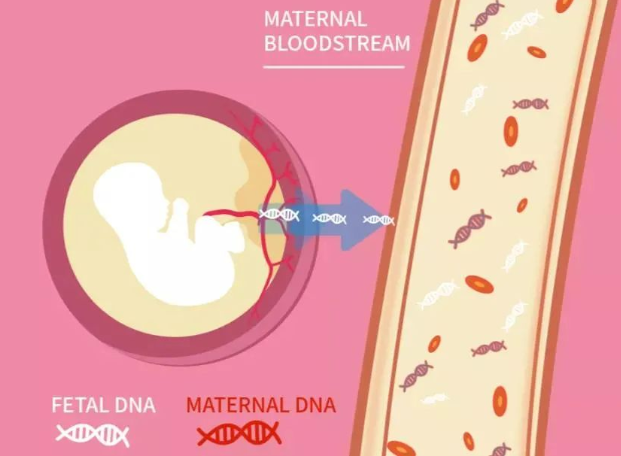 孩子出生前與出生后做親子鑒定檢測堿基有什么不同？