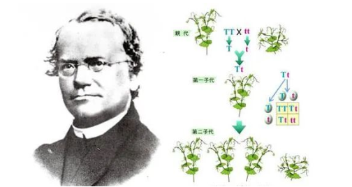 染色體遺傳：親子鑒定就是看血型么？