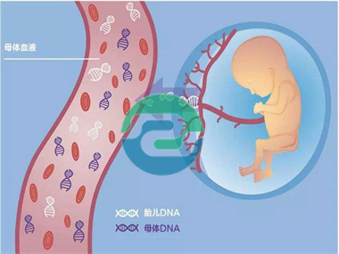 在中山做親子鑒定需要哪些樣本？